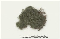 藏品(三裂鞭蘚)的圖片